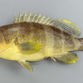 魚のあらの煮付け キハタ レシピ 作り方 By まぼまぼまん 楽天レシピ 魚のあらの煮付け キハタ レシピ 作り方 By まぼまぼまん 楽天レシピ